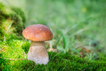 A large white mushroom grows on moss.