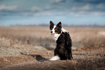 Naklejka na ściany i meble border collie dog funny trick portrait walk in the field 