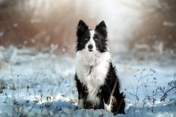 border collie dog beautiful winter portrait in a snowy forest magic light	 - obrazy, fototapety, plakaty