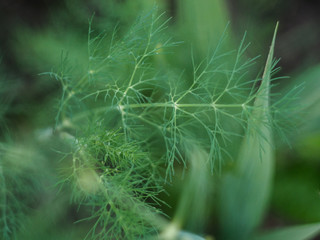 dill