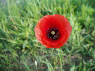 red poppy in field
