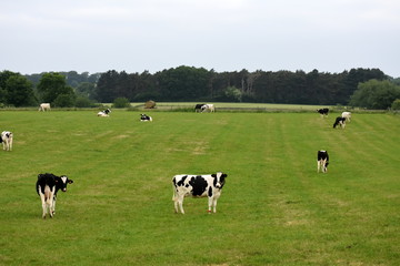 Meadow with Holstein Friesian cows