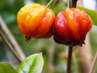 pitanga fruit