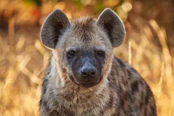 Joven hiena en Botswana. Africa