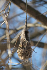 Fototapeta premium Stare gniazdo Sikora wahadła (Remiz pendulinus) na drzewie w zimie, Białoruś