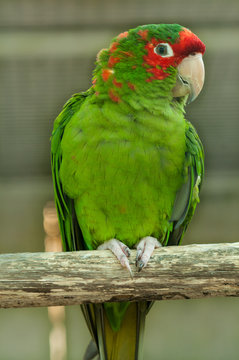 Close up of parrot perching on branch