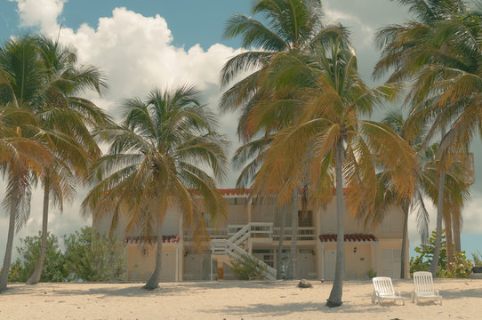 View of babassu palm trees against house at beach