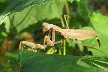 Yellow mantis on green leaves background  in the garden 