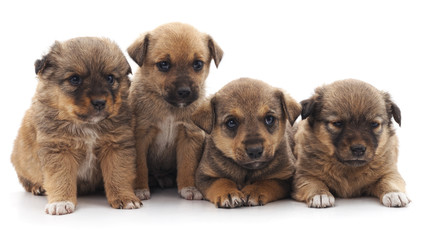 Fototapeta na wymiar Four beautiful puppies.