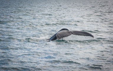 Fototapeta premium Humpback Whale tail diving with a fjord on the background. Megaptera novaeangliae