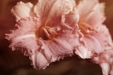 Fototapeta na wymiar Hemerocallis - Beautiful daylily flowers blossom in the garden.