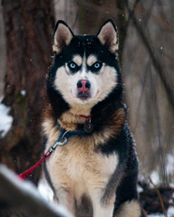 angry siberian husky black white blue eyes like wolf