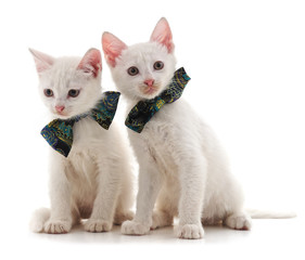 Two white cat.