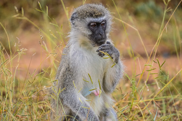 portrait of a vervet monkey (Chlorocebus pygerythrus), or simply vervet, is an Old World monkey