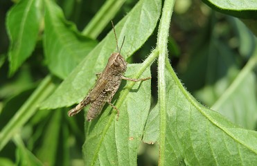 Small brown grasshopper on leafs in the garden, closeup