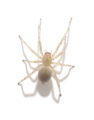 One yellow spider.