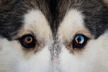 siberian husky with different eyes brown blue eyes