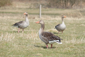 Obraz na płótnie Canvas group of geese on green grass