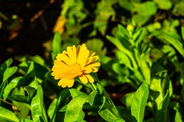 Half blured yellow flower