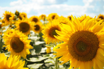 wonderful sunflower fields