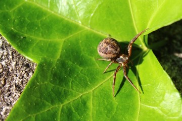 Spinne auf einem Blatt