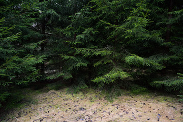 Green forest texture background. Big fir trees in gloomy weather