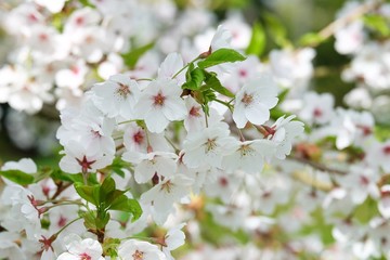 flowers of cherry tree