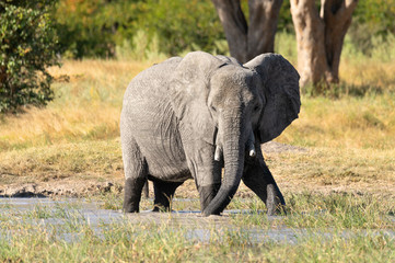 Naklejka na ściany i meble Majestic African Elephant on waterhole in Moremi game reserve Botswana, Africa safari wildlife
