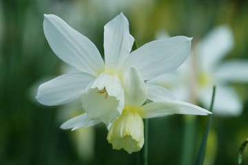 Fototapeta premium white flower in the garden