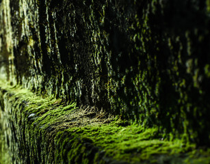 Moss texture, Green moss on old stone wall, background