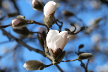 branch of willow