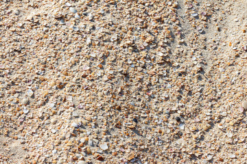 the texture of the sand with seashells for a summer background