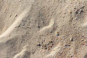 Golden sand with shells for summer background