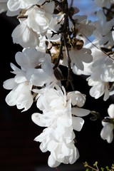 white flowers of a cherry