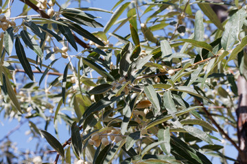 green olives on olive tree branches