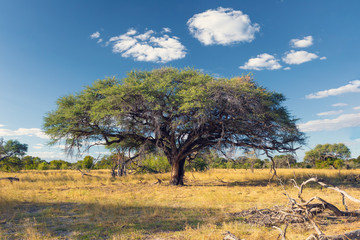 beautiful landscape in the Moremi game reserve after rain season, Okavango Delta, Botswana, Africa wilderness