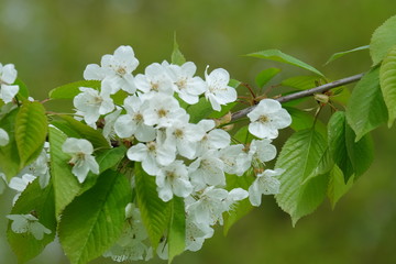 flowers of cherry tree