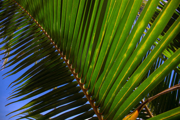 Obraz na płótnie Canvas Coco palm leaf closeup on blue sky background. Natural palm leaf, Sunny tropical landscape. Exotic vacation