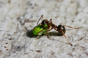 ANT with Lice