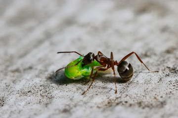 ANT with Lice