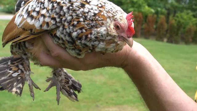 4K Man In Yellow Shirt Holding Yellow Bantam 002