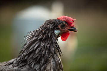 wet feathers chicken