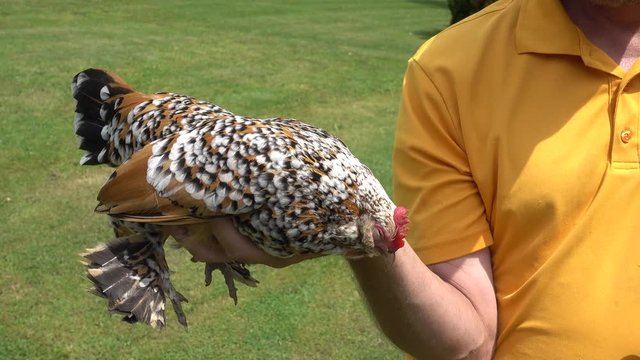 4K Man In Yellow Shirt Holding Yellow Bantam