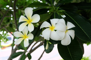 Fototapeta premium white frangipani flowers in the garden