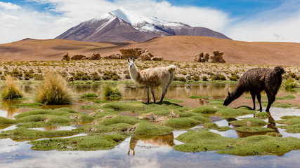 Altiplano bolivien avec un lama sur les champs verts inondés