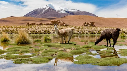 Photo sur Aluminium brossé Lama Altiplano bolivien avec un lama sur les champs verts inondés