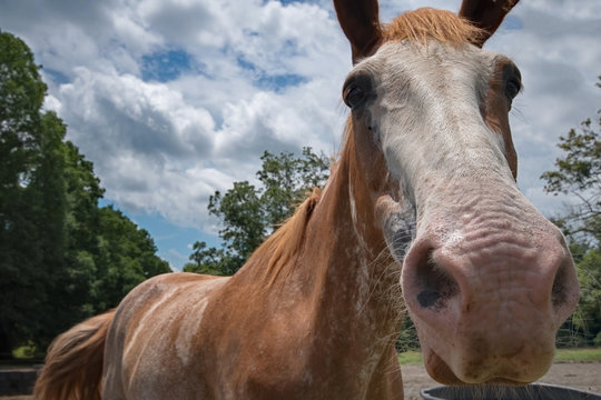Horse Close Up at Biltmore