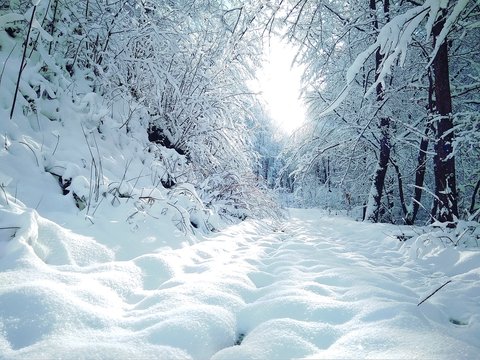 Beautiful sunny winter landscape in the forest