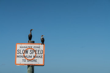 Manatee Zone - slow speed sign with tow cormorants sitting on top 