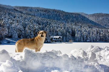 Golcuk / Bolu / Turkey, winter snow landscape and dog.  Travel concept photo.